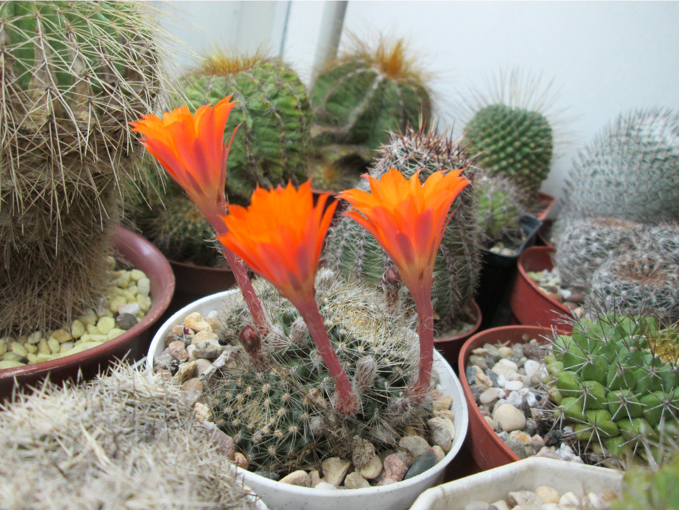 IMG 4766.JPG