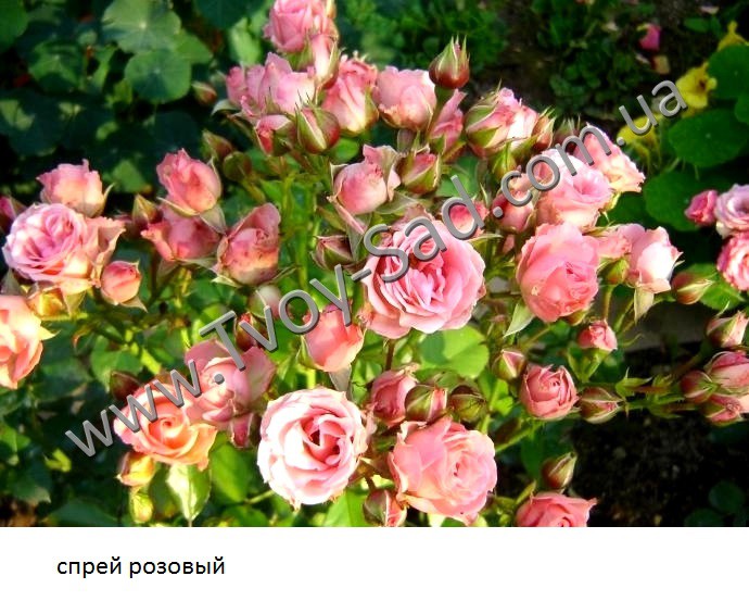 Fx3img1360802272.jpg