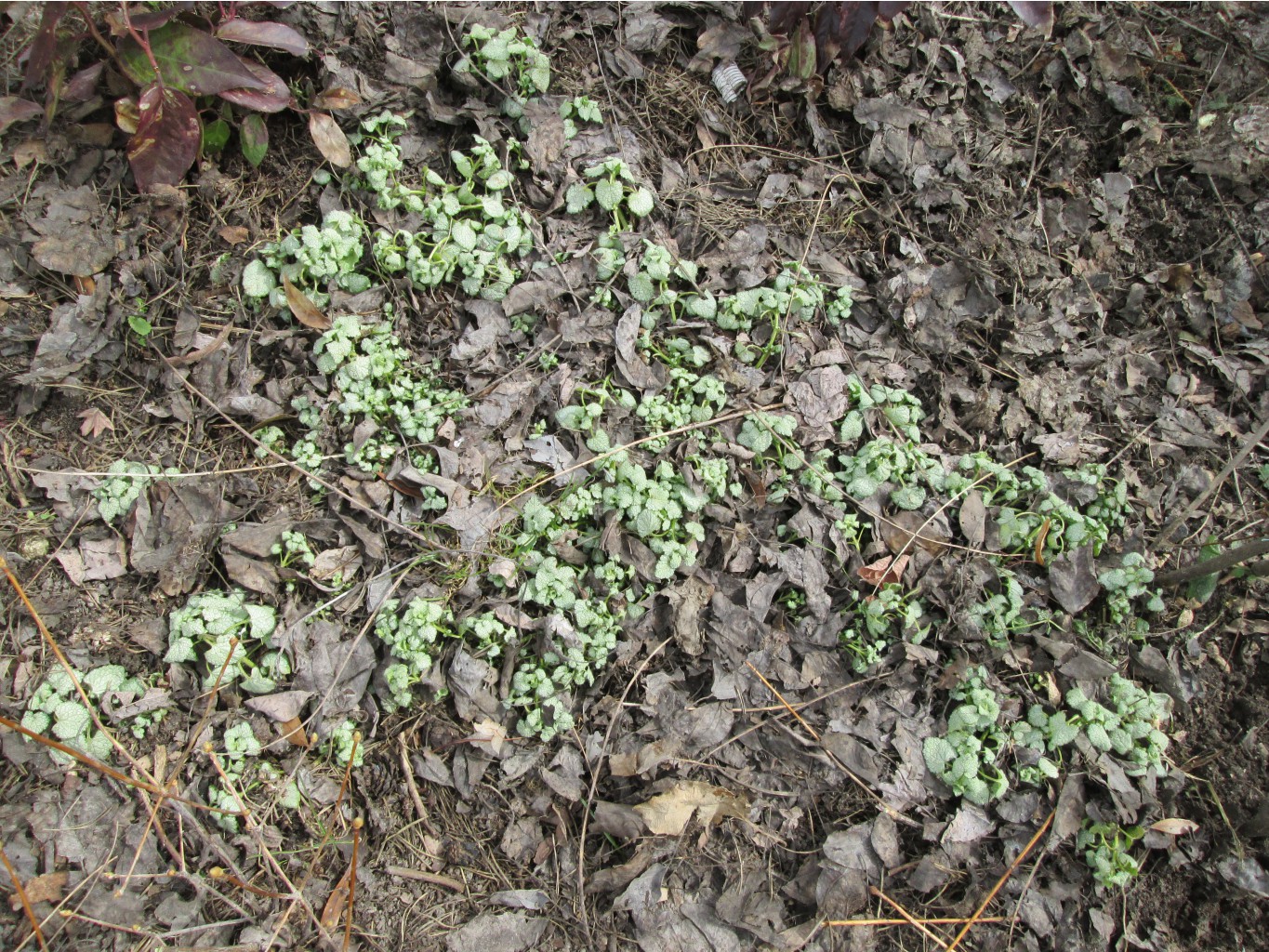 IMG 4844.JPG