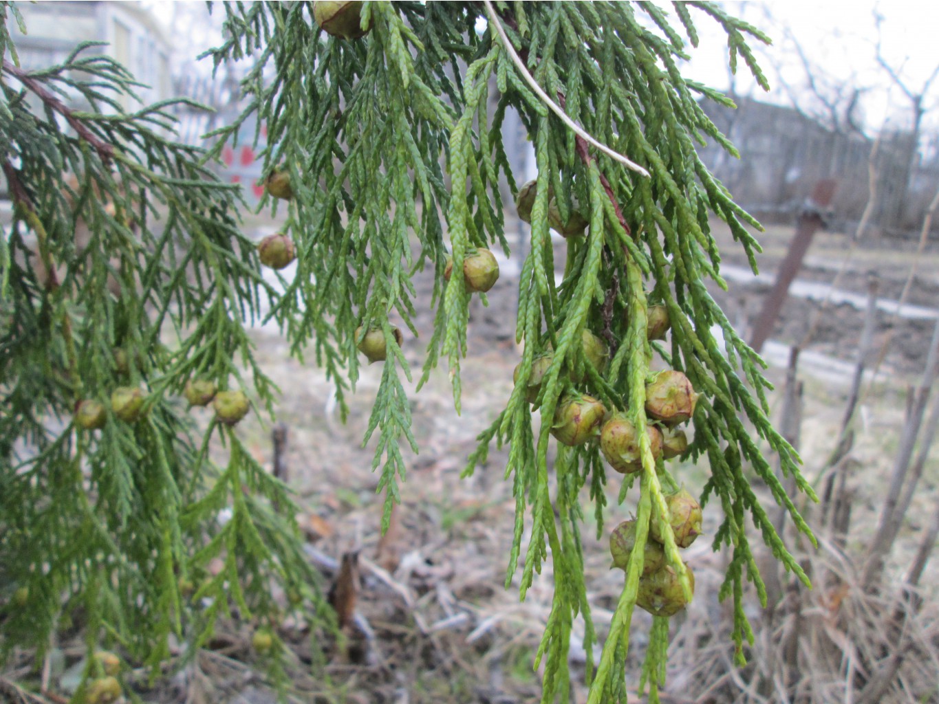 IMG 4787.JPG
