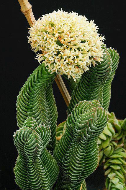    ( Crassula 'Buddha's Temple) -  ..