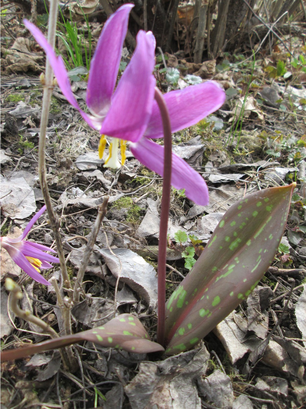 IMG 4843.JPG