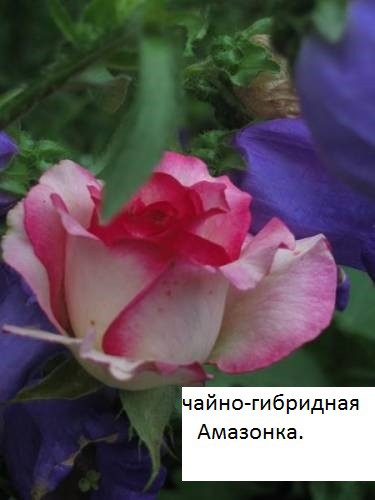 708384310.jpg