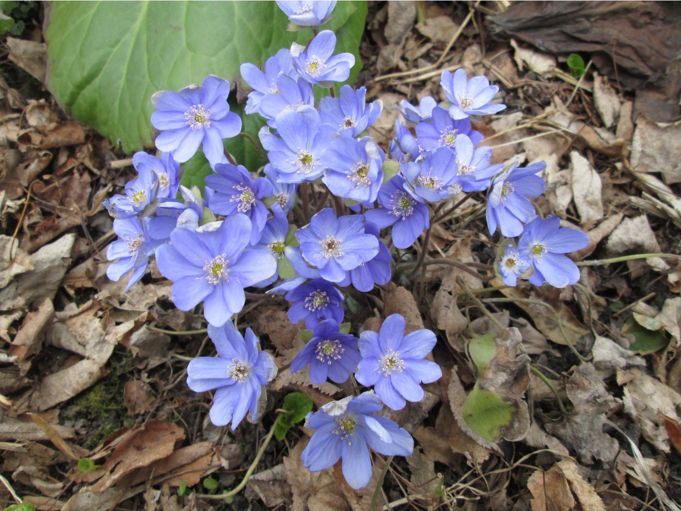 IMG 4822.JPG