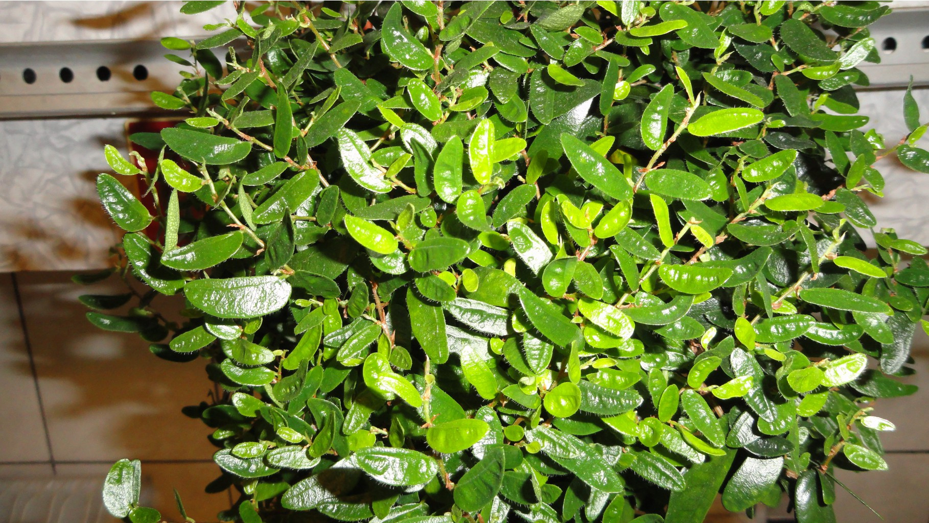   ( ficus punctata 