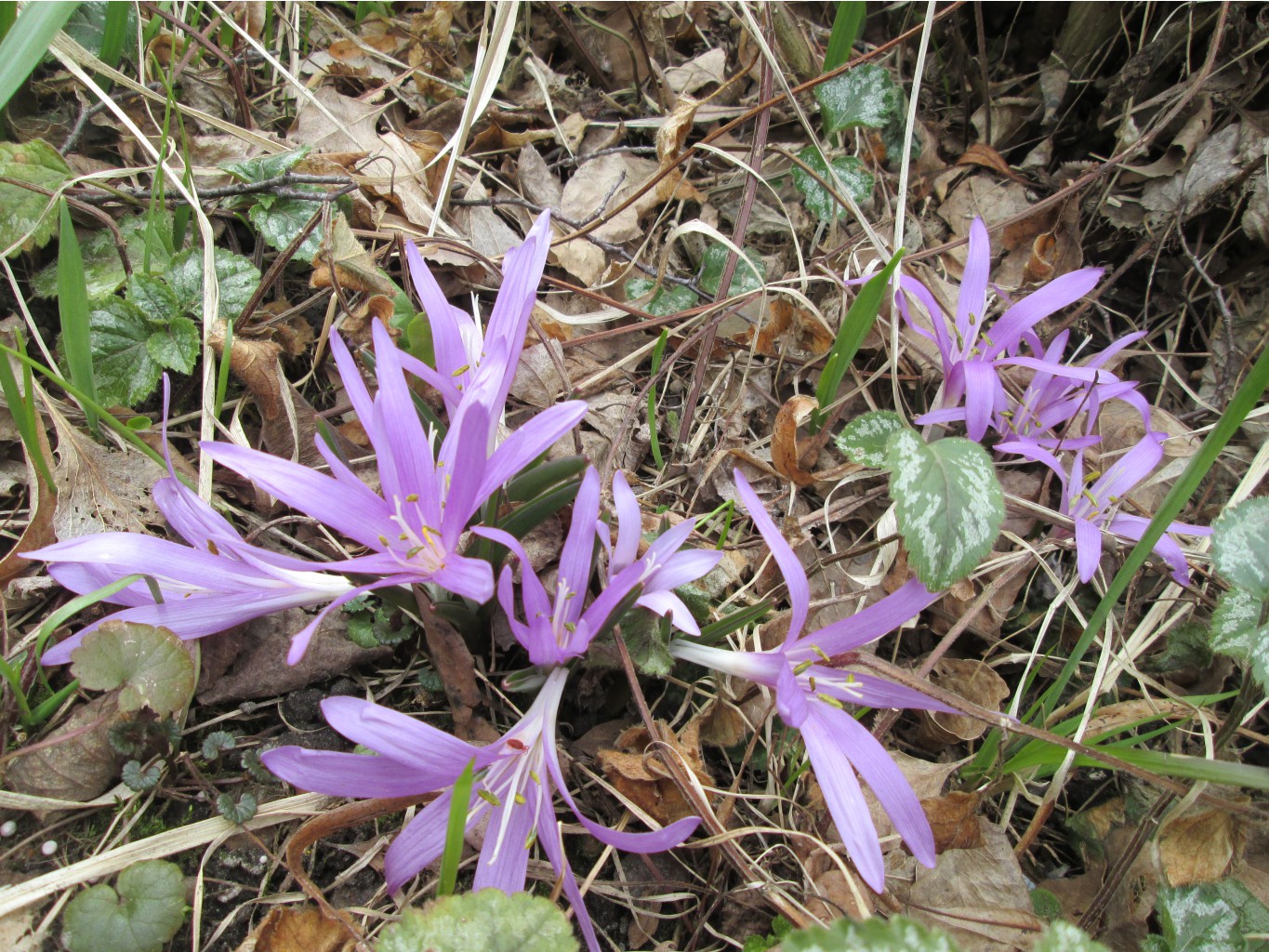 IMG 4815.JPG