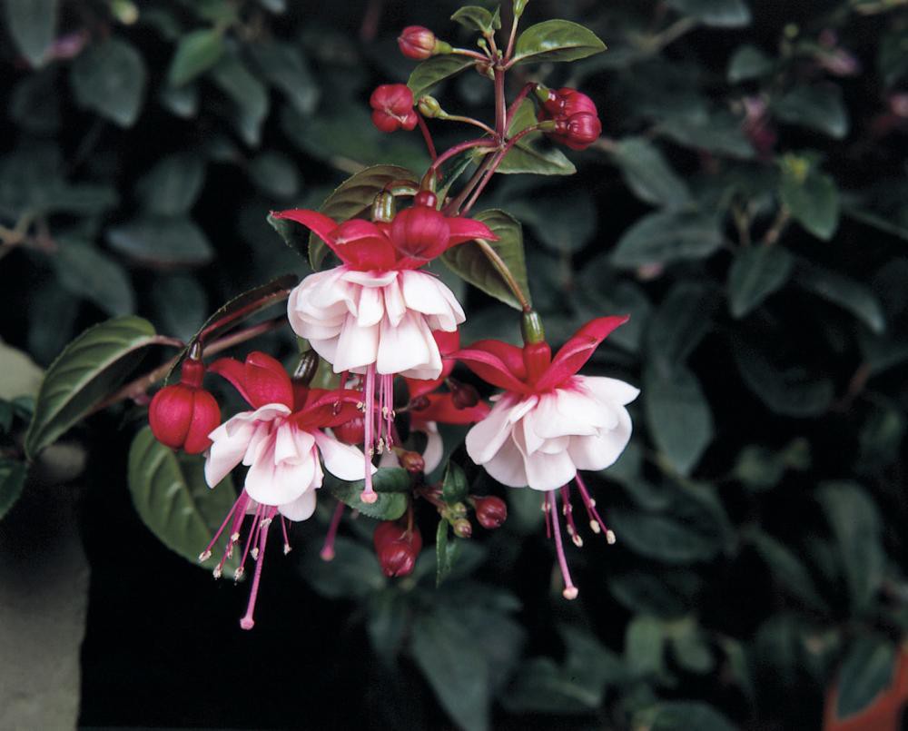 Fuchsia Trailing Sir Matt Busby