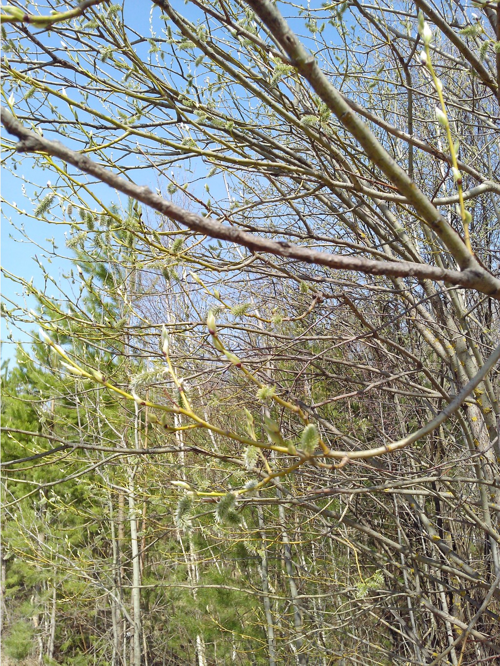 IMG 20170430 115238.jpg