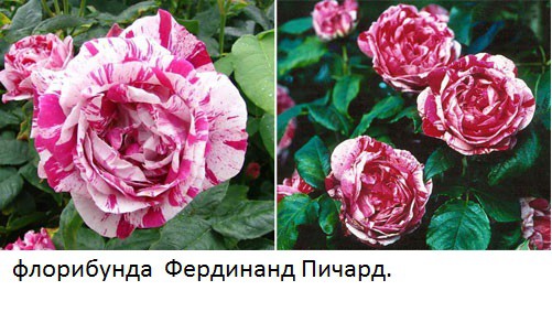 882806 roza-ferdinand-richard.jpg