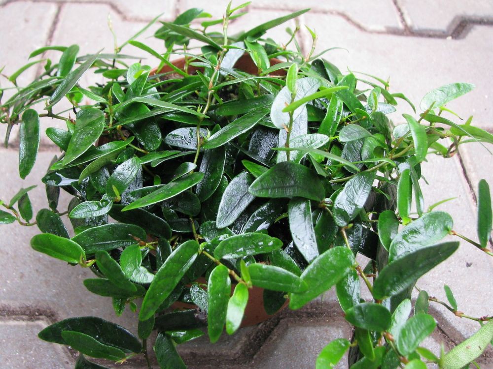   ( ficus punctata 