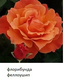 I (2).jpg