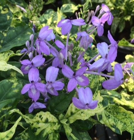 Pseuderanthemum andersonii variegated