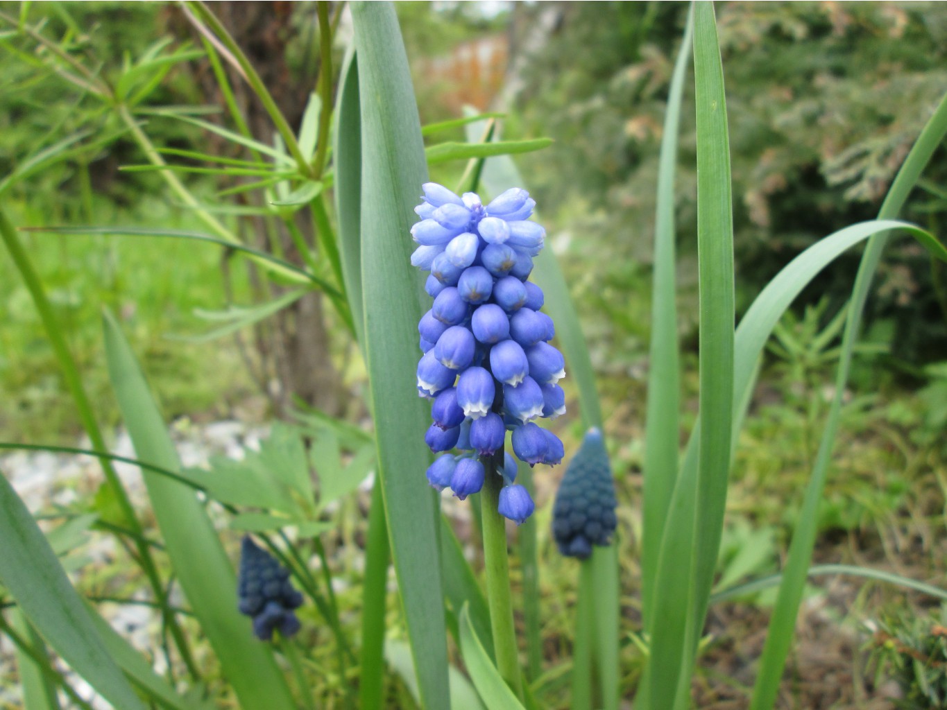 IMG 4859.JPG
