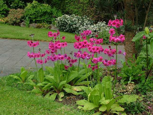 PRIMULA-Pulverulenta.jpg