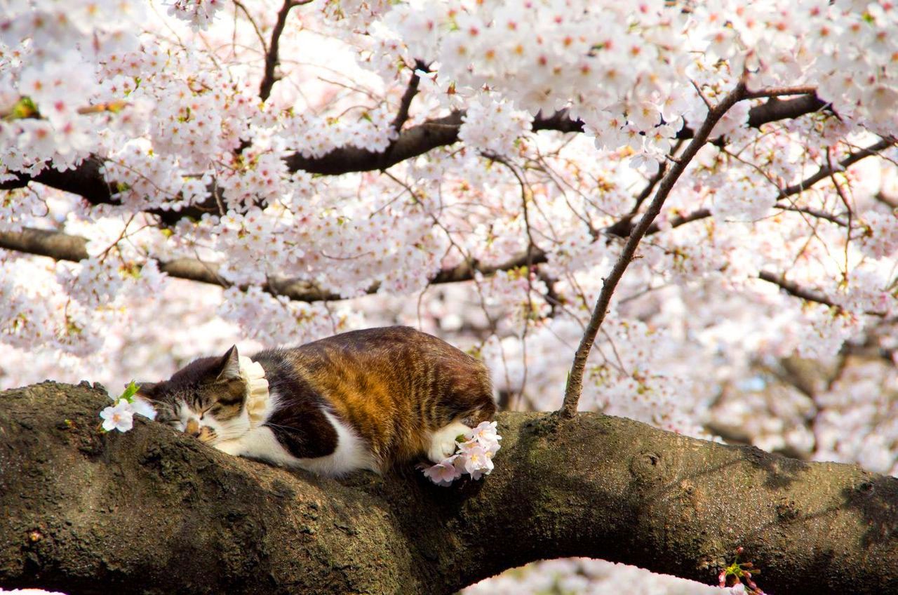 Cat-Enjoying-Cherry-Blossoms-5.jpg