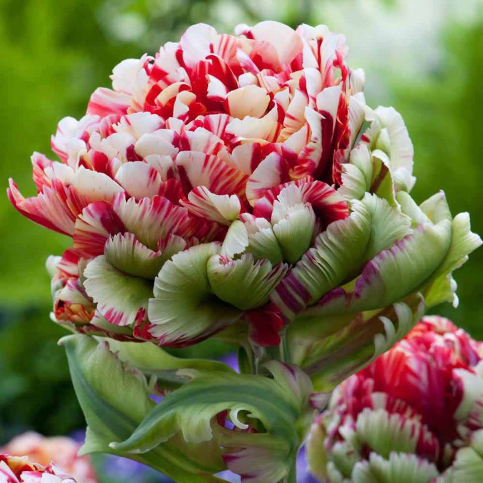 50,96.    (   5 .,   1.).jpg