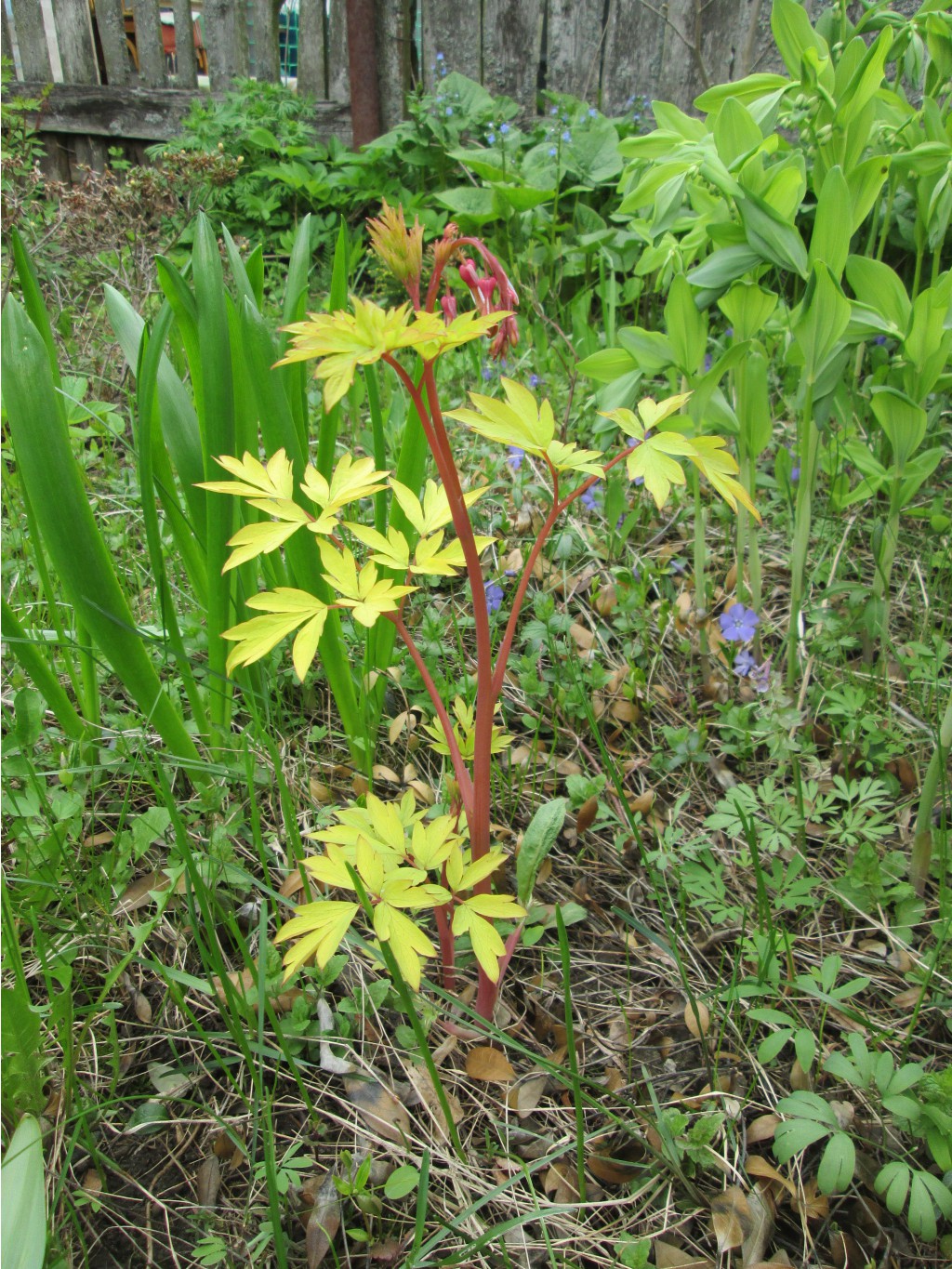 IMG 4883.JPG