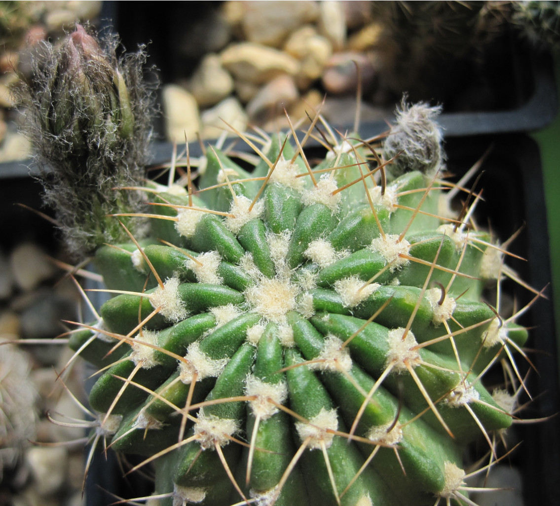 Echinopsis calliantholilacina, 