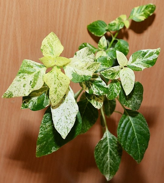   -beloperone guttata variegata-    ...