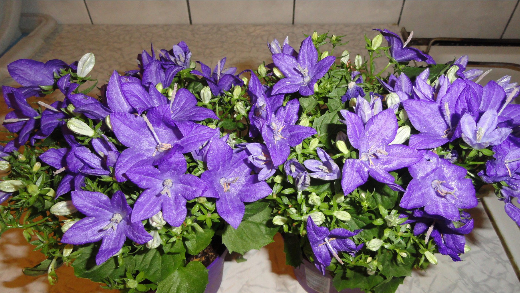  (  )  Campanula Blue Napoli--   350 .