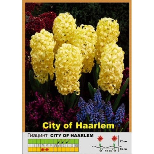 CITY OF HAARLEM (5 .  )