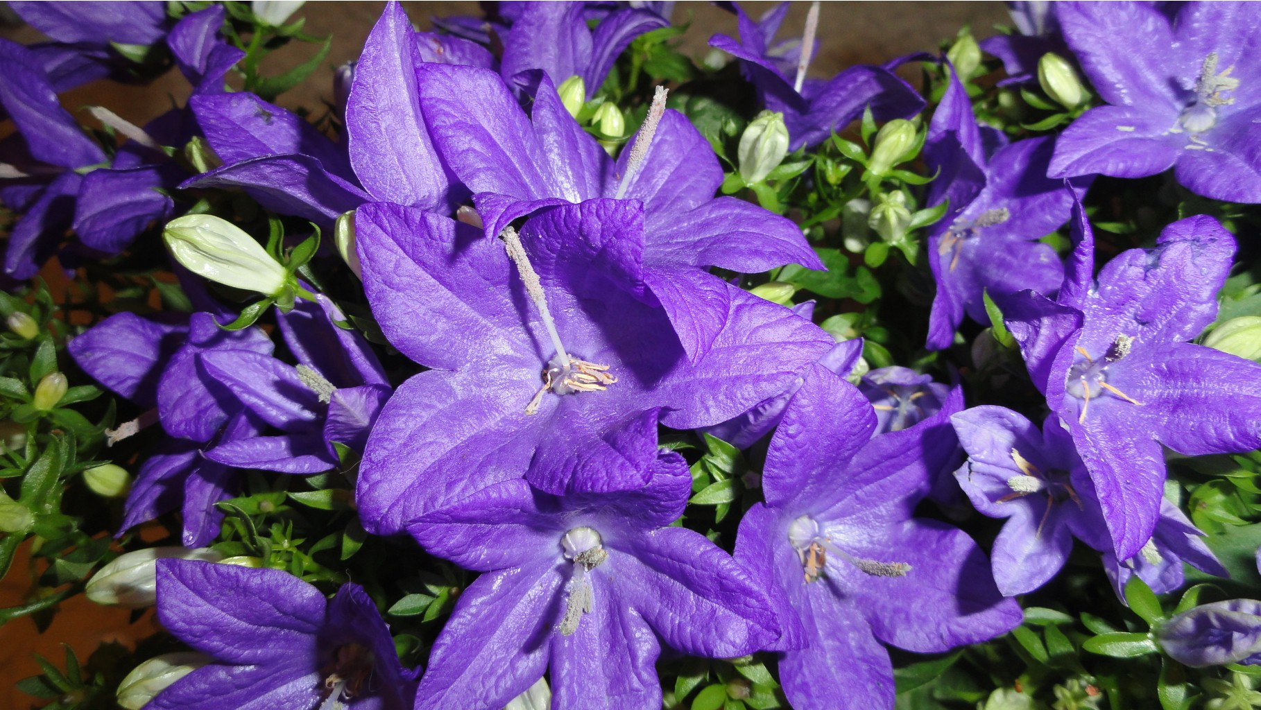  (  )  Campanula Blue Napoli-