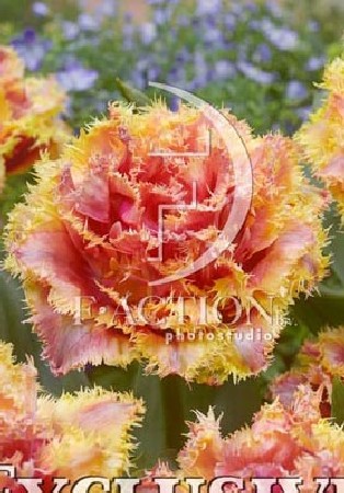 24,63.  (   7 .,   3.)17.jpg