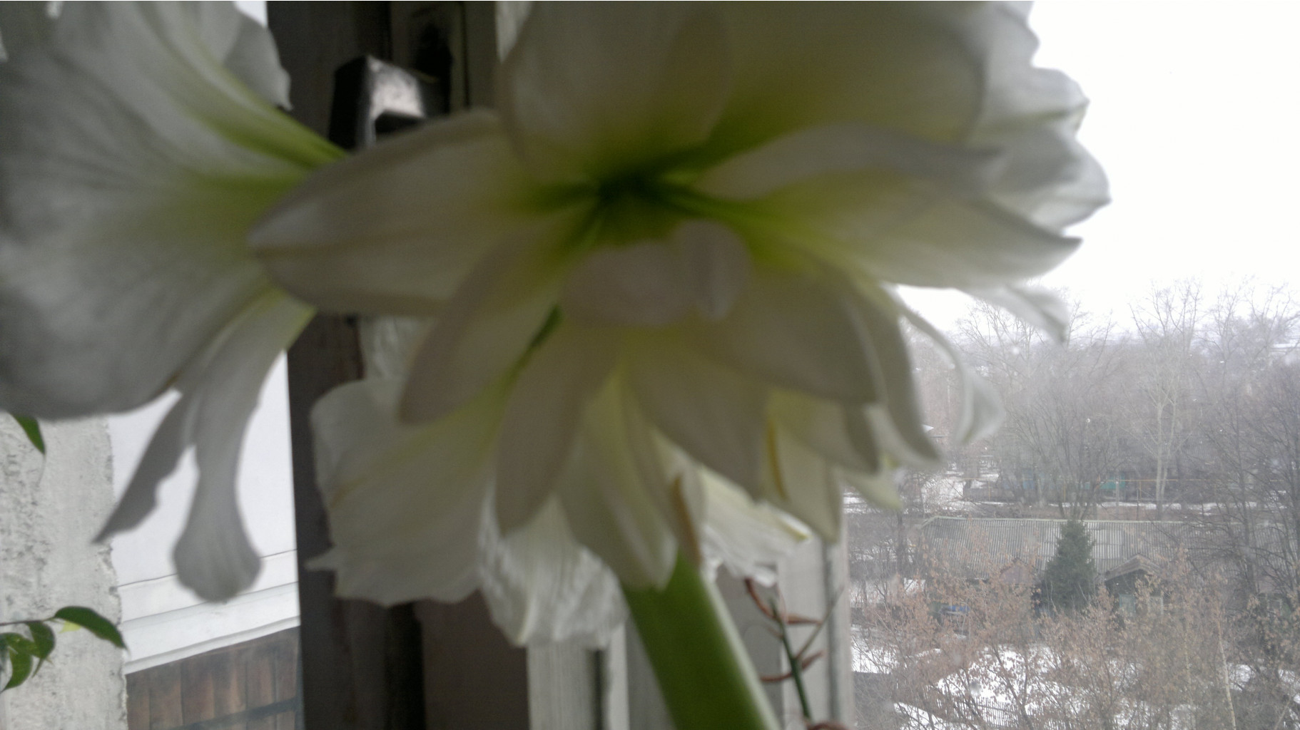 2017-03-19-2196.jpg