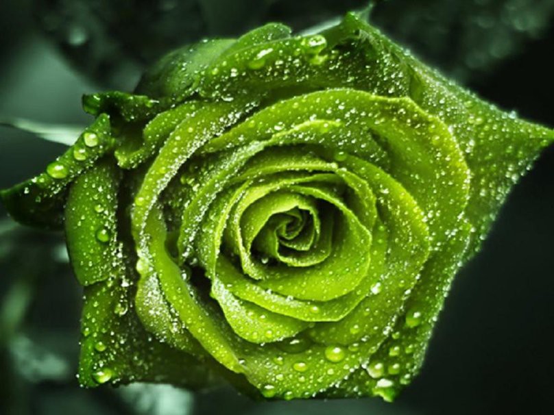 189936  green-rose-for-greenblanket p.jpg