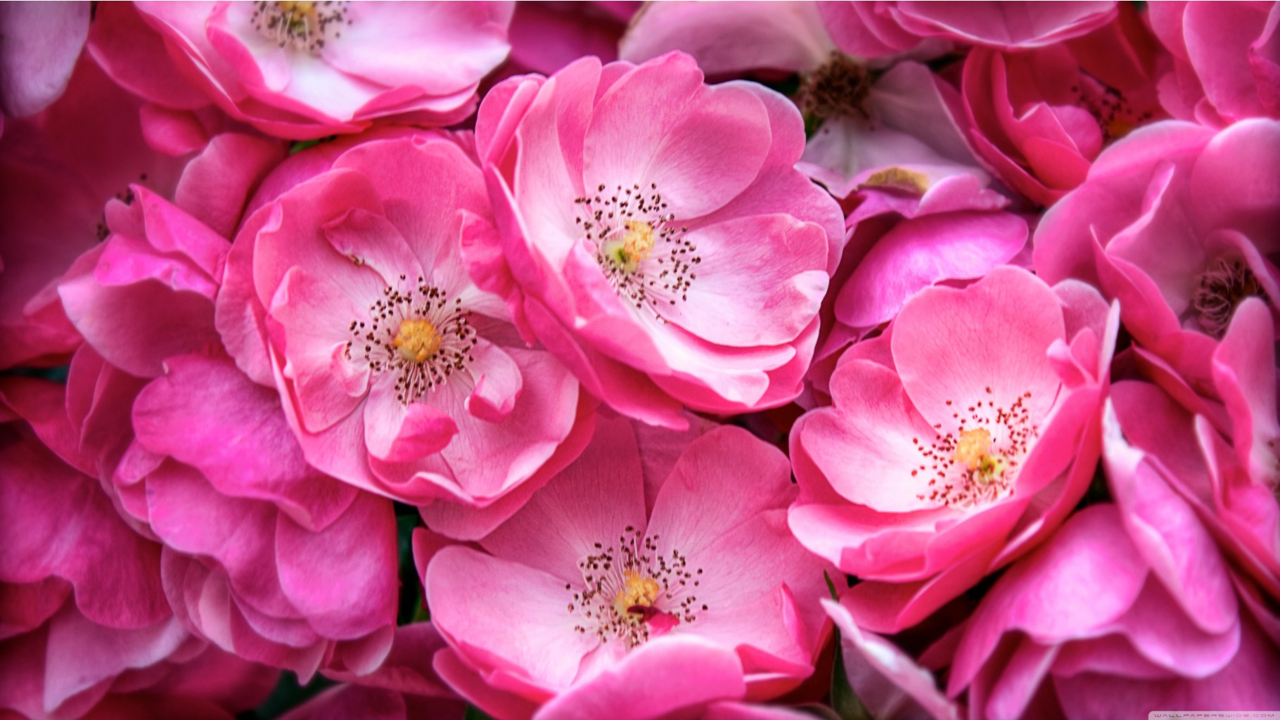 Nature Flowers Wild roses 035345 .jpg