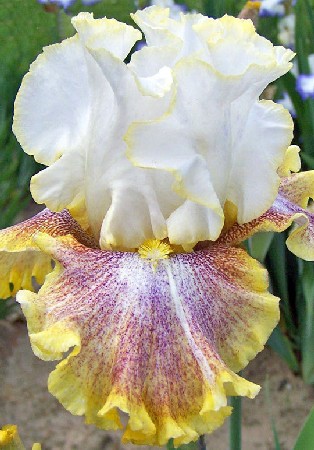 141,6.     (   2 .,   1.)17.jpg