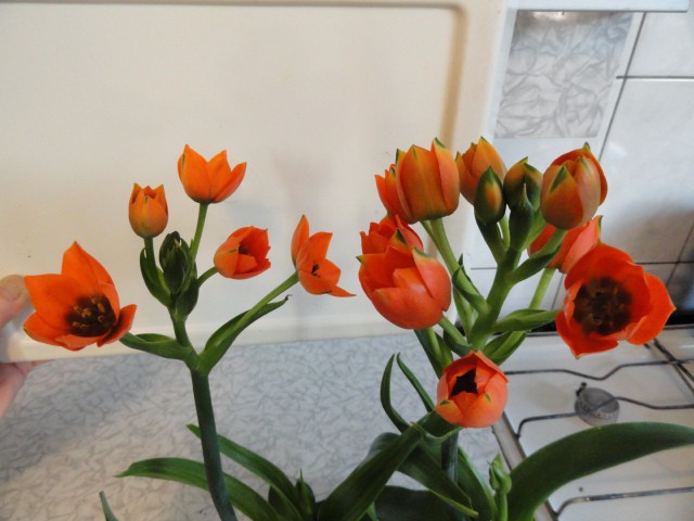    (Ornitogalum dubium)  'Ballerina'