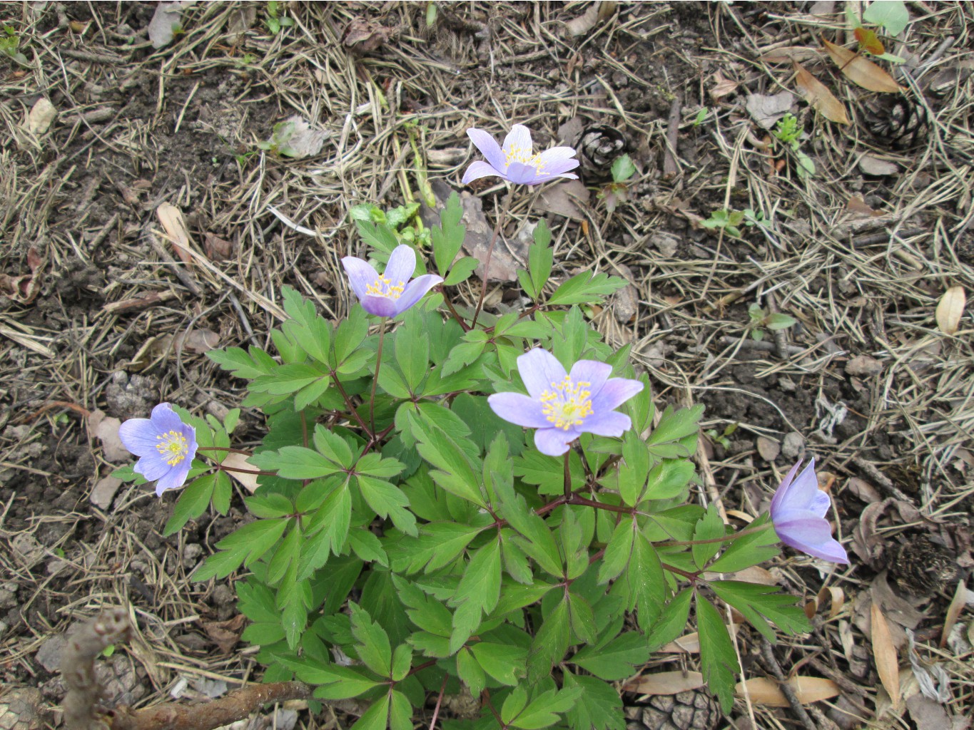 IMG 4852.JPG