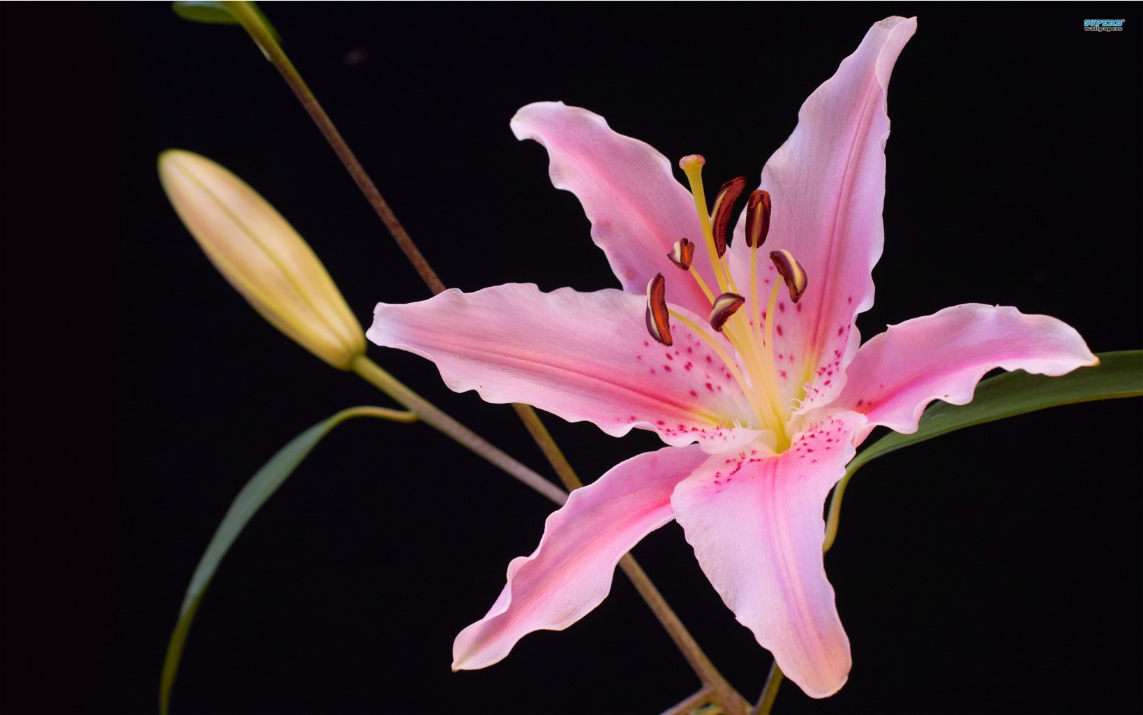 Lily-flower-3.jpg