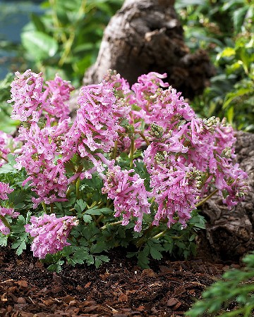 14,27.  (Corydalis)  (     10 .)17.jpg