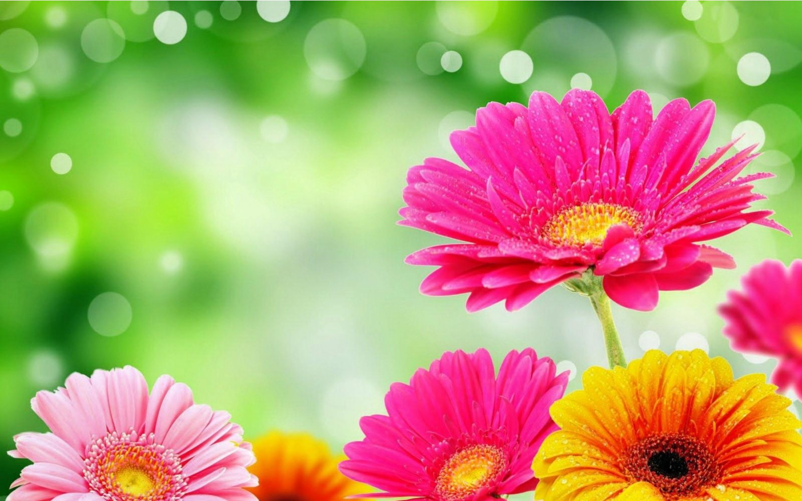 Colorful-flowers-wallpapers-17.jpg