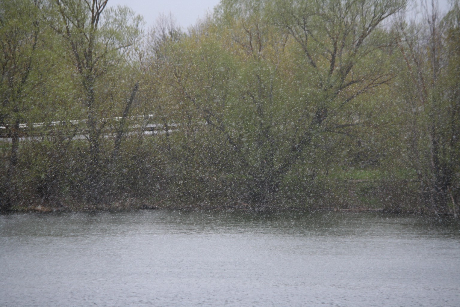 IMG 0008.JPG