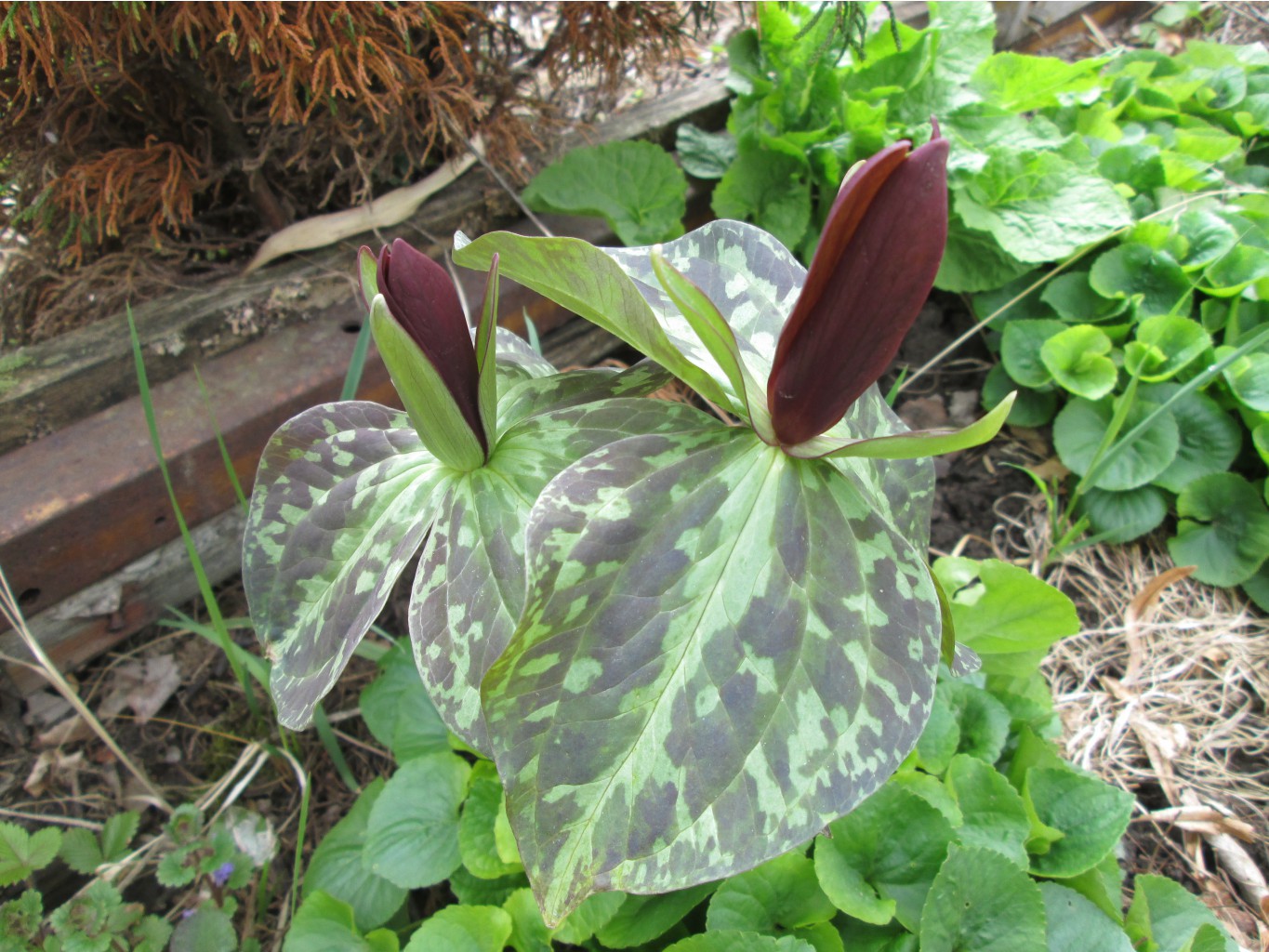 IMG 4877.JPG