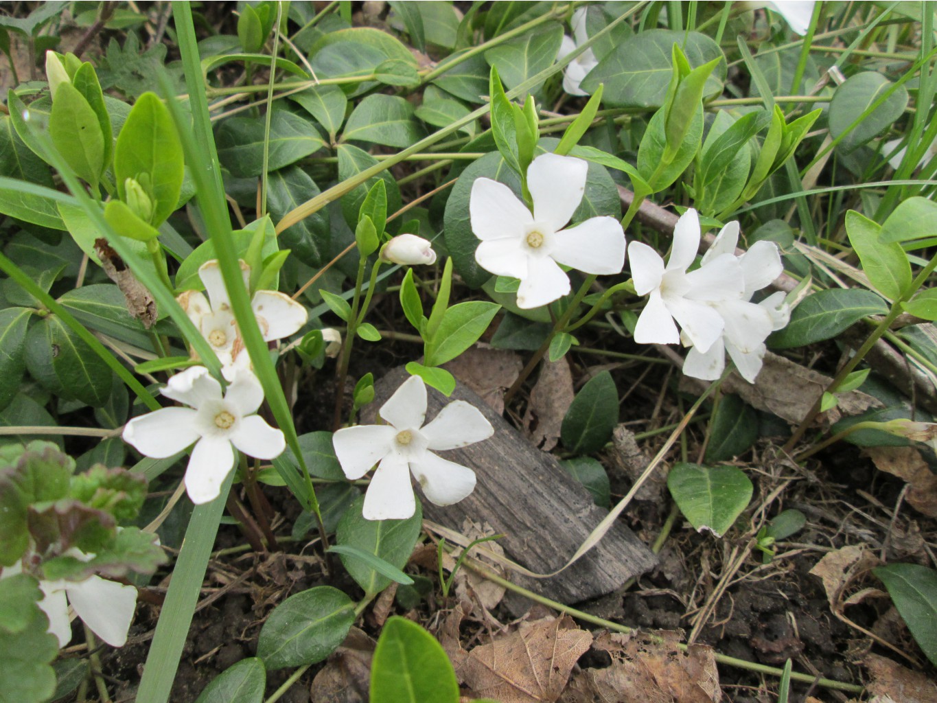 IMG 4869.JPG