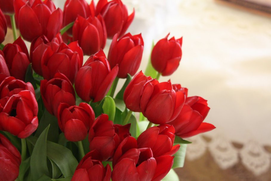 395320  lovely-red-tulips-for-my-dn-friends p.jpg
