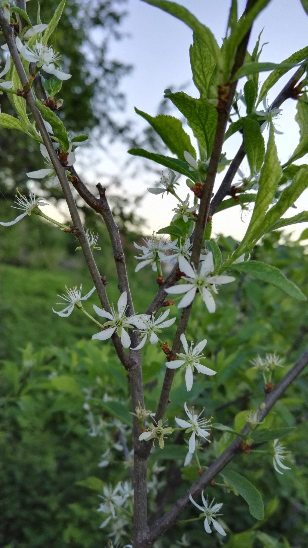 IMG 20170527 195935.jpg