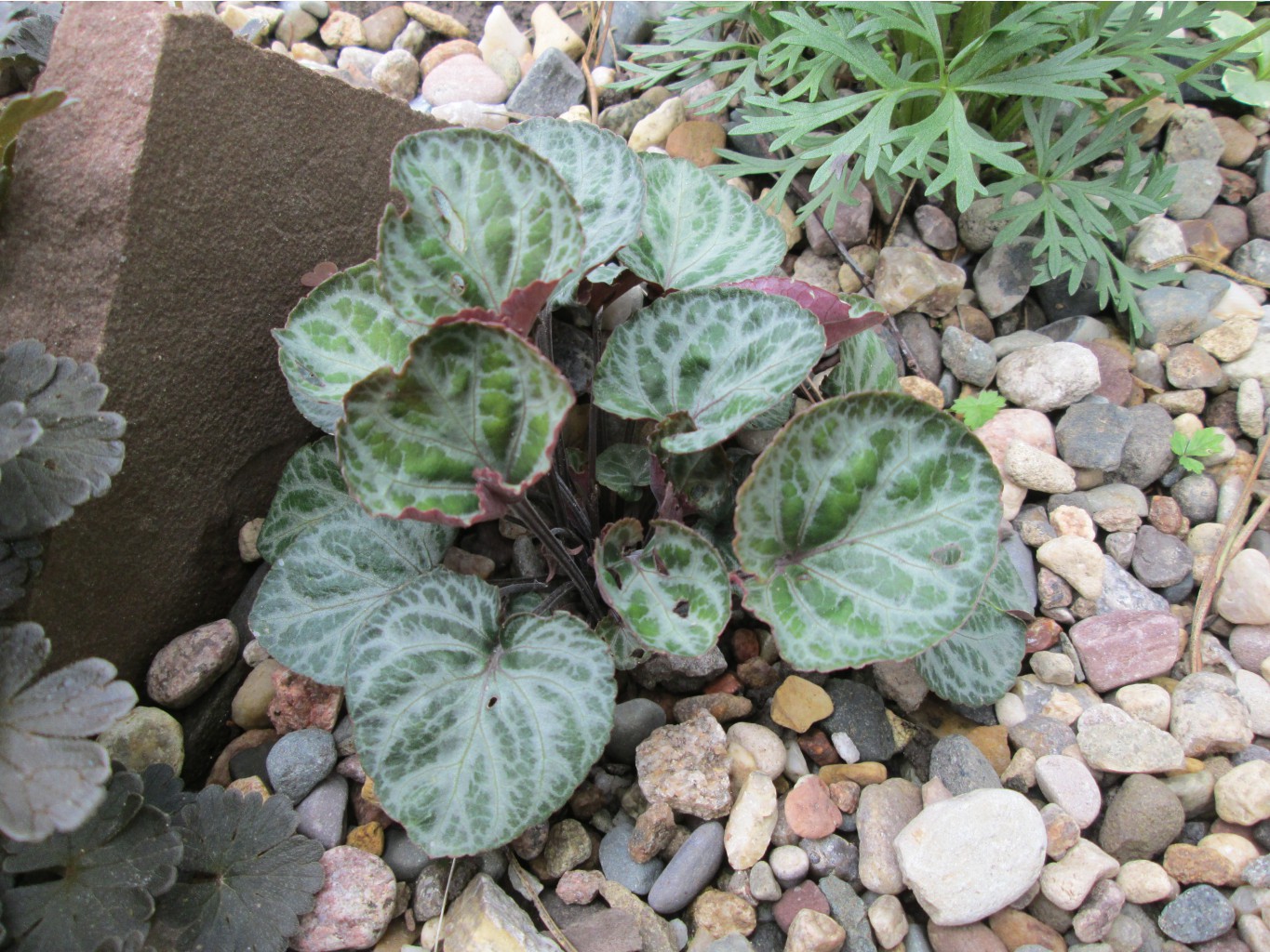 IMG 4919.JPG