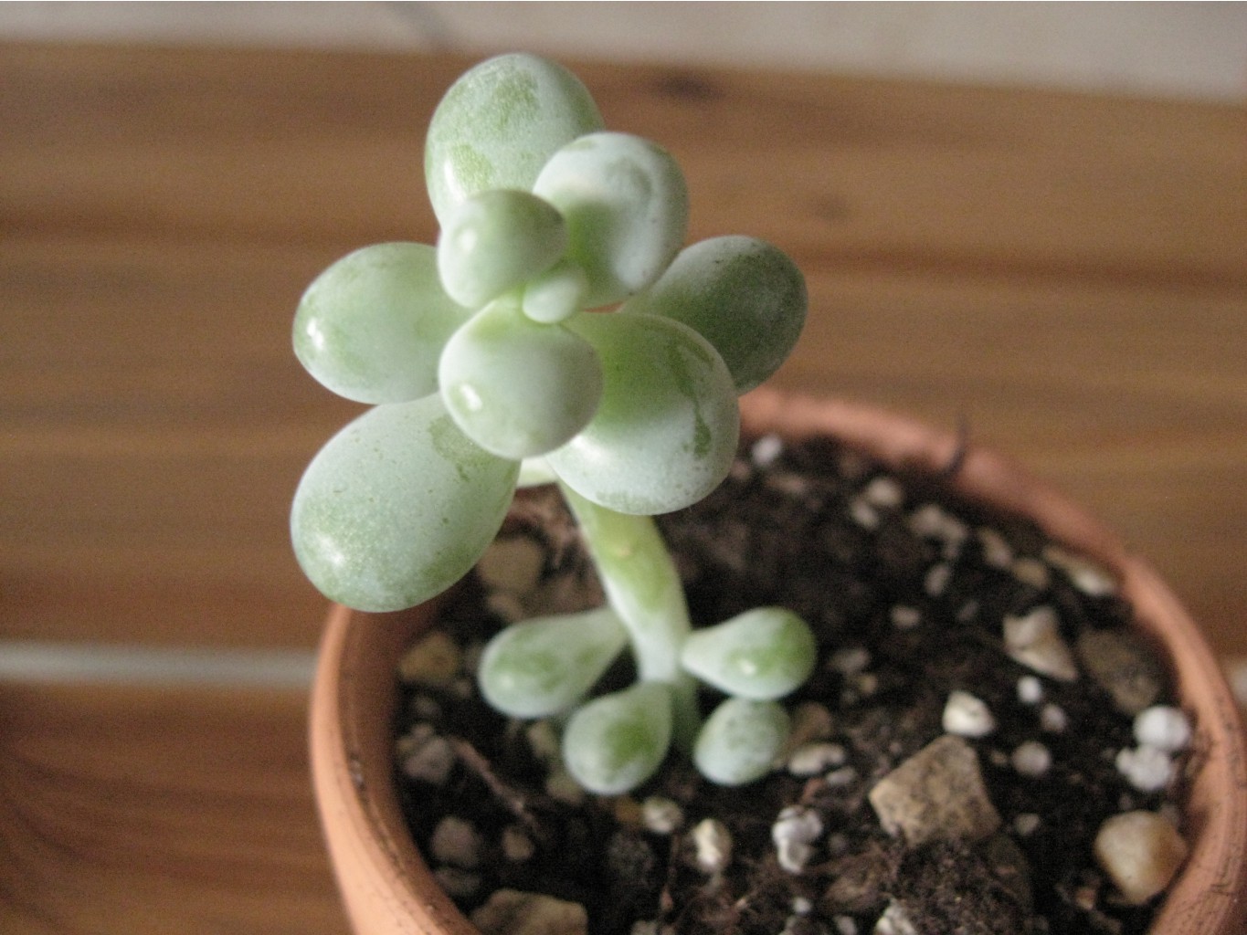Pachyphytum oviferum  