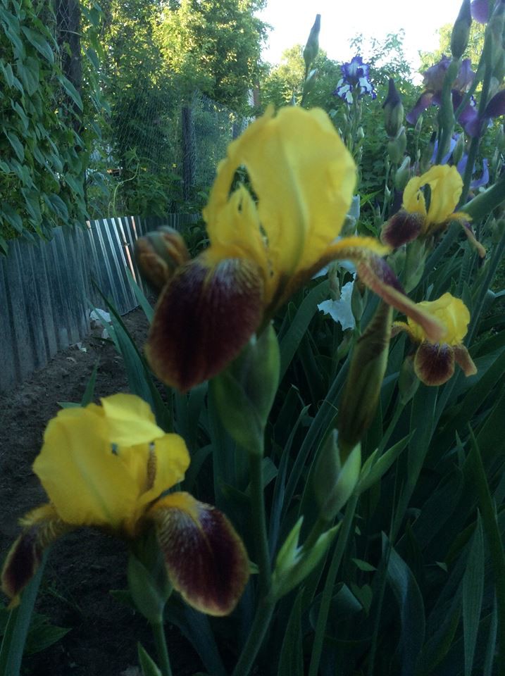 11350534 781678015286366 4342325259475375667 n.jpg