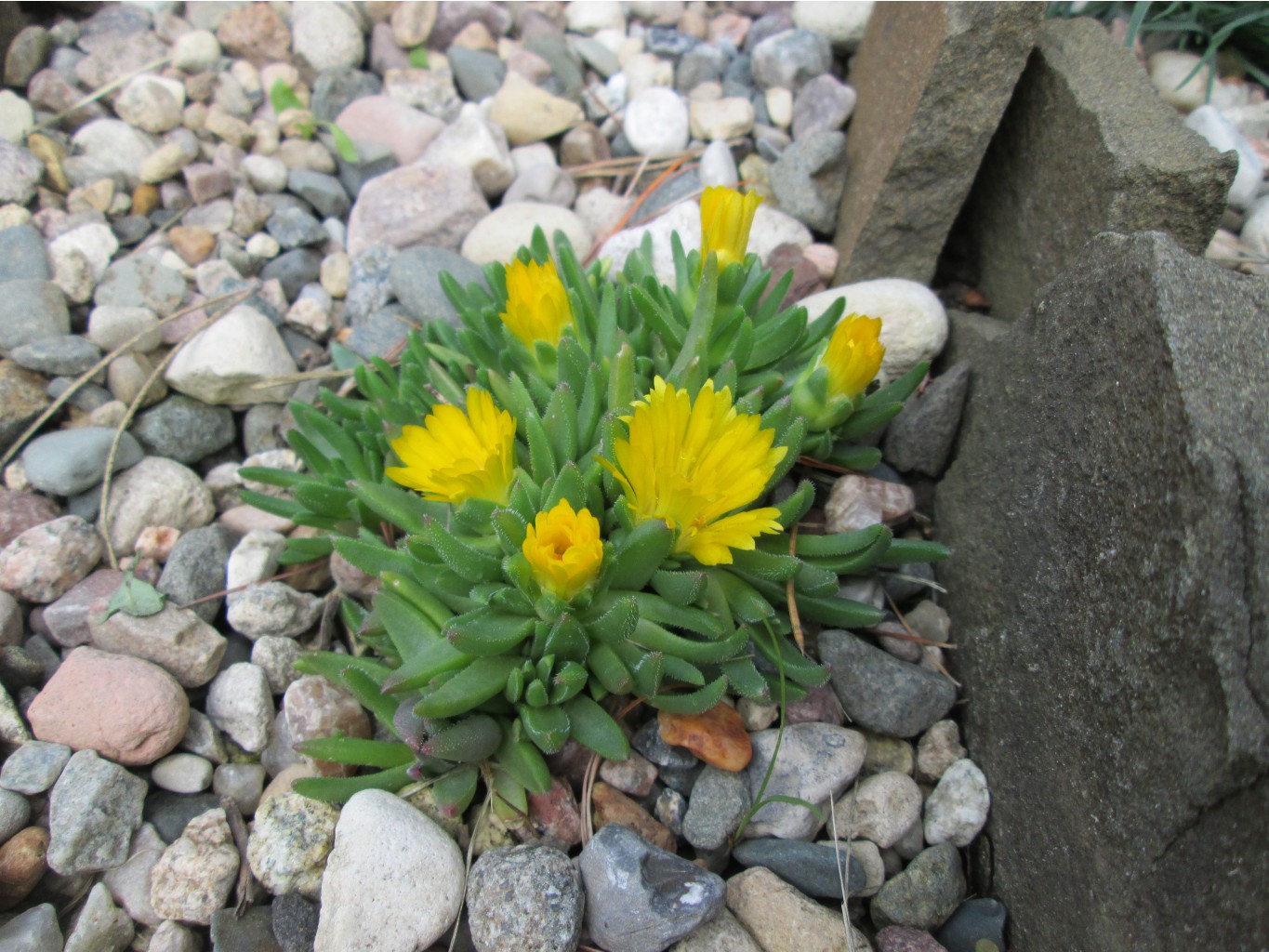 IMG 4954.JPG