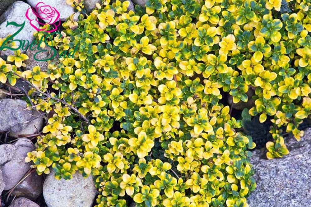   Doone Valley (Thymus citriodorus Doone Valley)