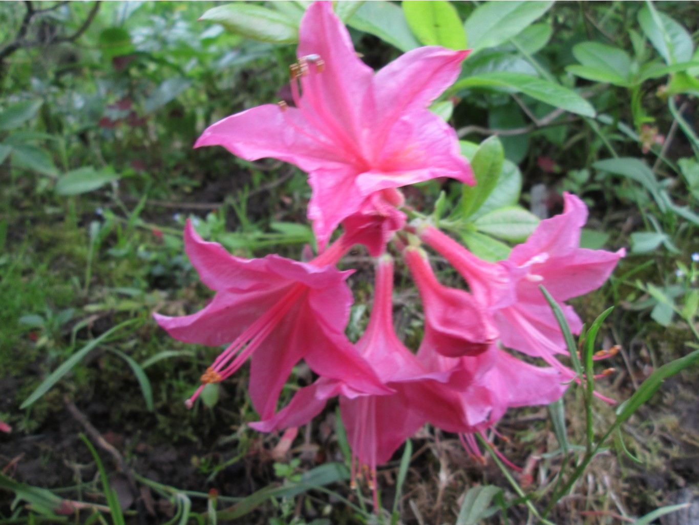 IMG 4943.JPG