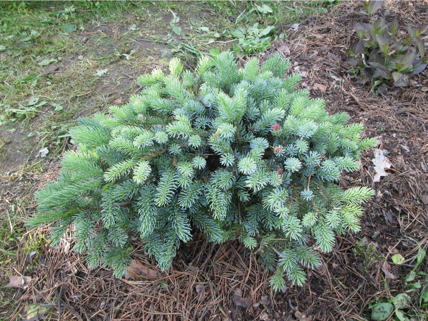 IMG 4980.JPG