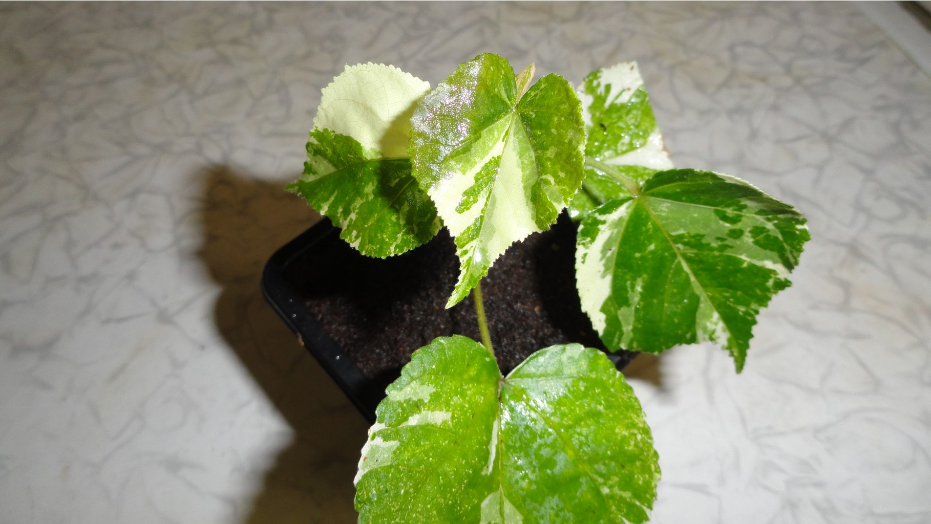     ( Hibiscus Tiliaceus Tricolor.) - 200-  250  .