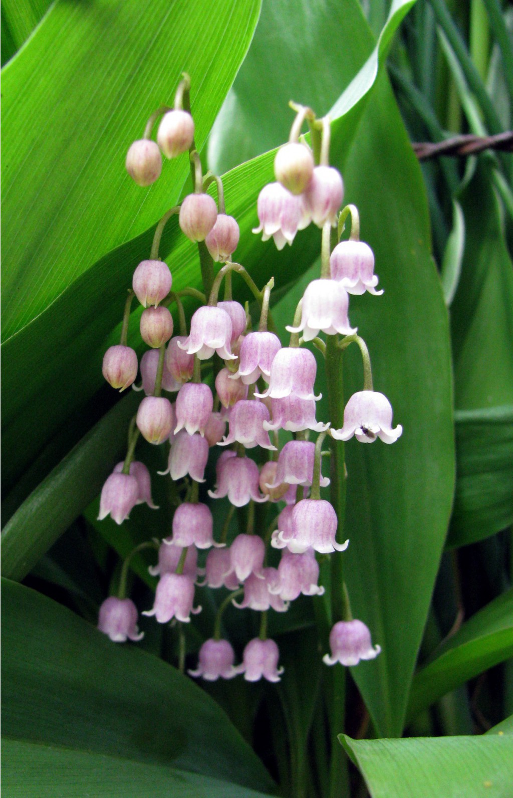 5911ec9b1ad71 flowers-pink-lily-of-the-valley.jpg